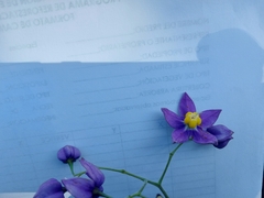 Solanum dulcamaroides