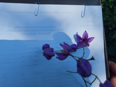 Solanum dulcamaroides