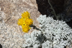 Jacobaea leucophylla