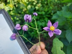 Solanum dulcamaroides