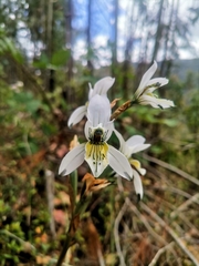Chloraea longipetala