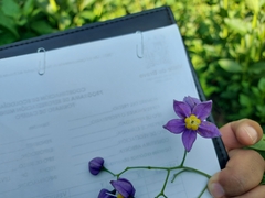 Solanum dulcamaroides
