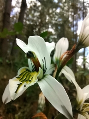 Chloraea longipetala