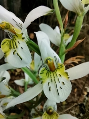 Chloraea longipetala