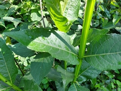 Verbesina sphaerocephala