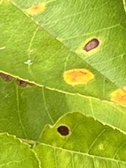 Parallelodiplosis subtruncata