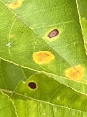 Parallelodiplosis subtruncata