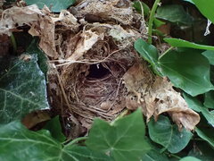 Troglodytes troglodytes