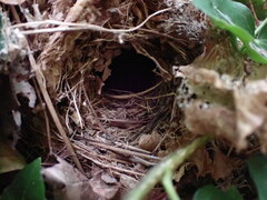 Troglodytes troglodytes