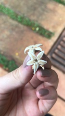 Cinchona officinalis