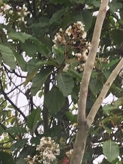 Cinchona officinalis