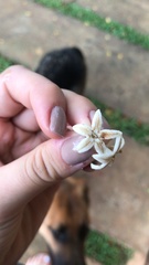 Cinchona officinalis