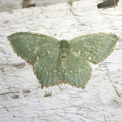 Chloropteryx tepperaria