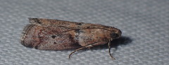 Acrobasis advenella