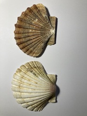 Pecten jacobaeus