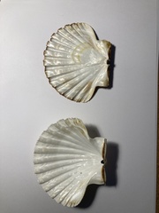 Pecten jacobaeus