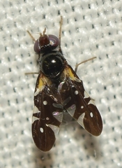 Oxyaciura tibialis
