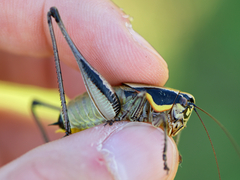 Eupholidoptera smyrnensis