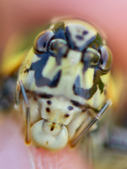 Eupholidoptera smyrnensis