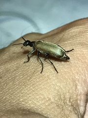 Epicauta ochrea
