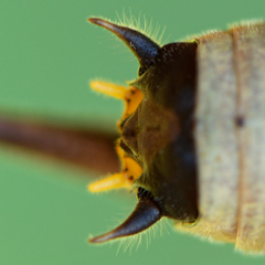 Eupholidoptera smyrnensis