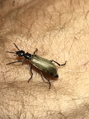 Epicauta ochrea