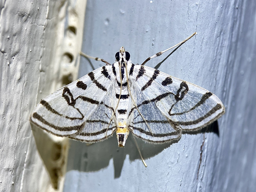 Zebra Conchylodes Moth photo 4