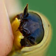 Eupholidoptera smyrnensis