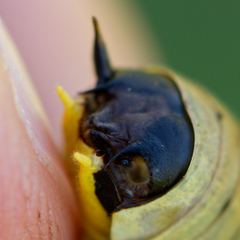 Eupholidoptera smyrnensis