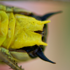 Eupholidoptera smyrnensis