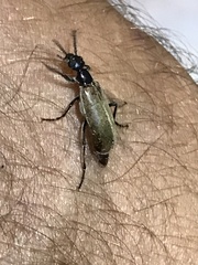 Epicauta ochrea