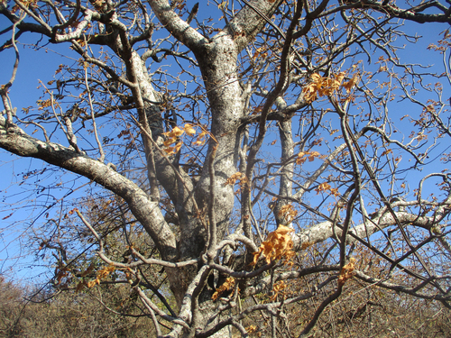 Steganotaenia araliacea image