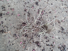 Tillandsia recurvata