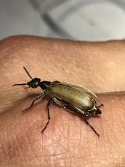 Epicauta ochrea