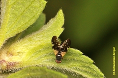 Dicheniotes