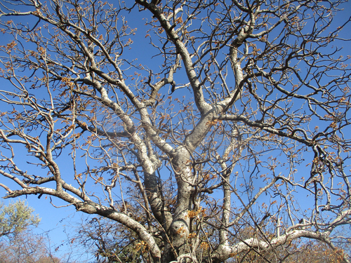 Steganotaenia araliacea image