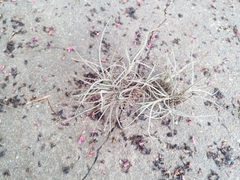 Tillandsia recurvata