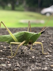 Neoconocephalus exiliscanorus