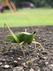 Neoconocephalus exiliscanorus