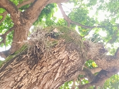 Tillandsia recurvata