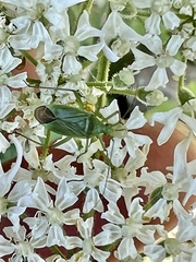 Adelphocoris quadripunctatus