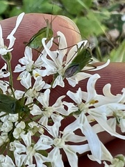 Adelphocoris quadripunctatus