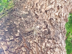 Tillandsia recurvata