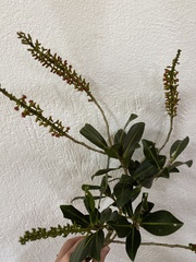 Marcgraviaceae
