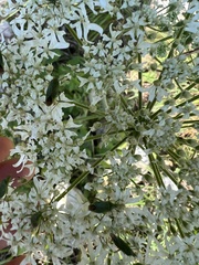 Adelphocoris quadripunctatus