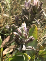 Chloropyron maritimum palustre