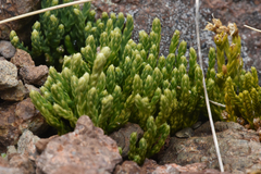 Diphasiastrum alpinum