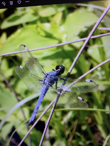Spangled Skimmer (Libellula cyanea), a species recorded in New Hampshire