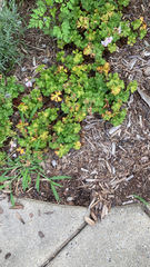 Geranium × cantabrigiense