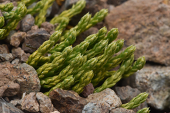 Diphasiastrum alpinum